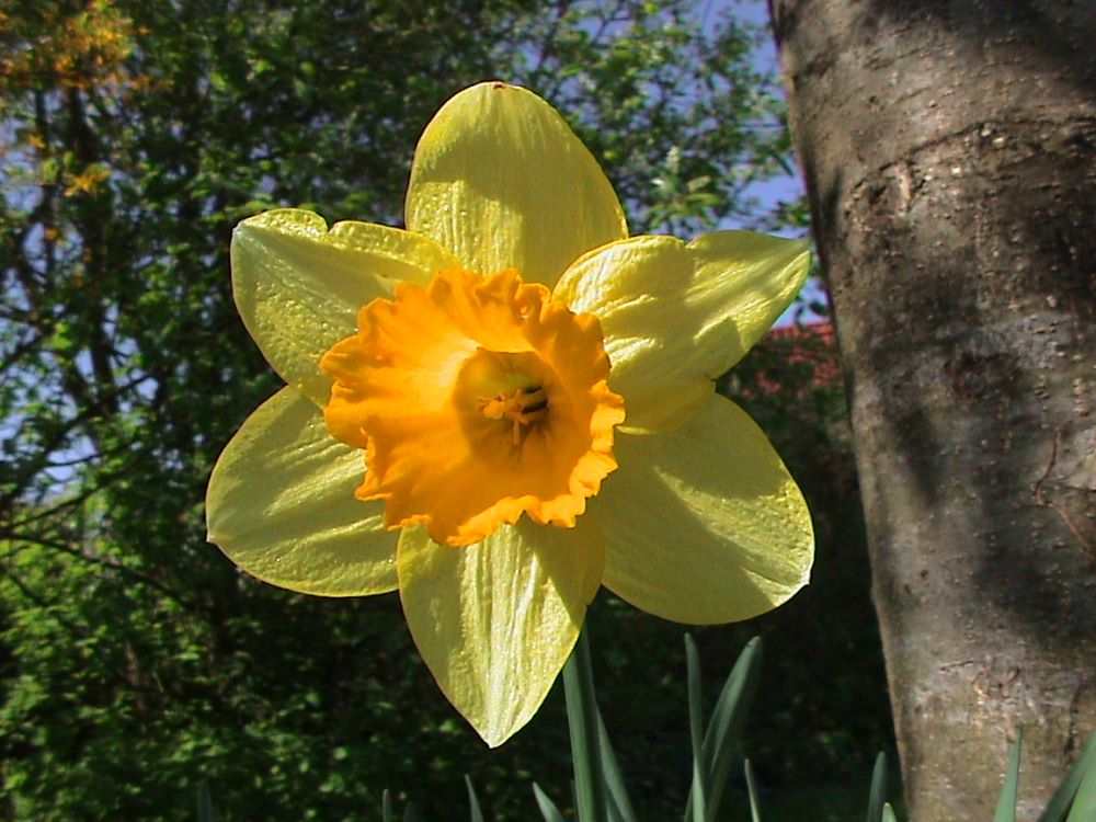 Frühling Frühling