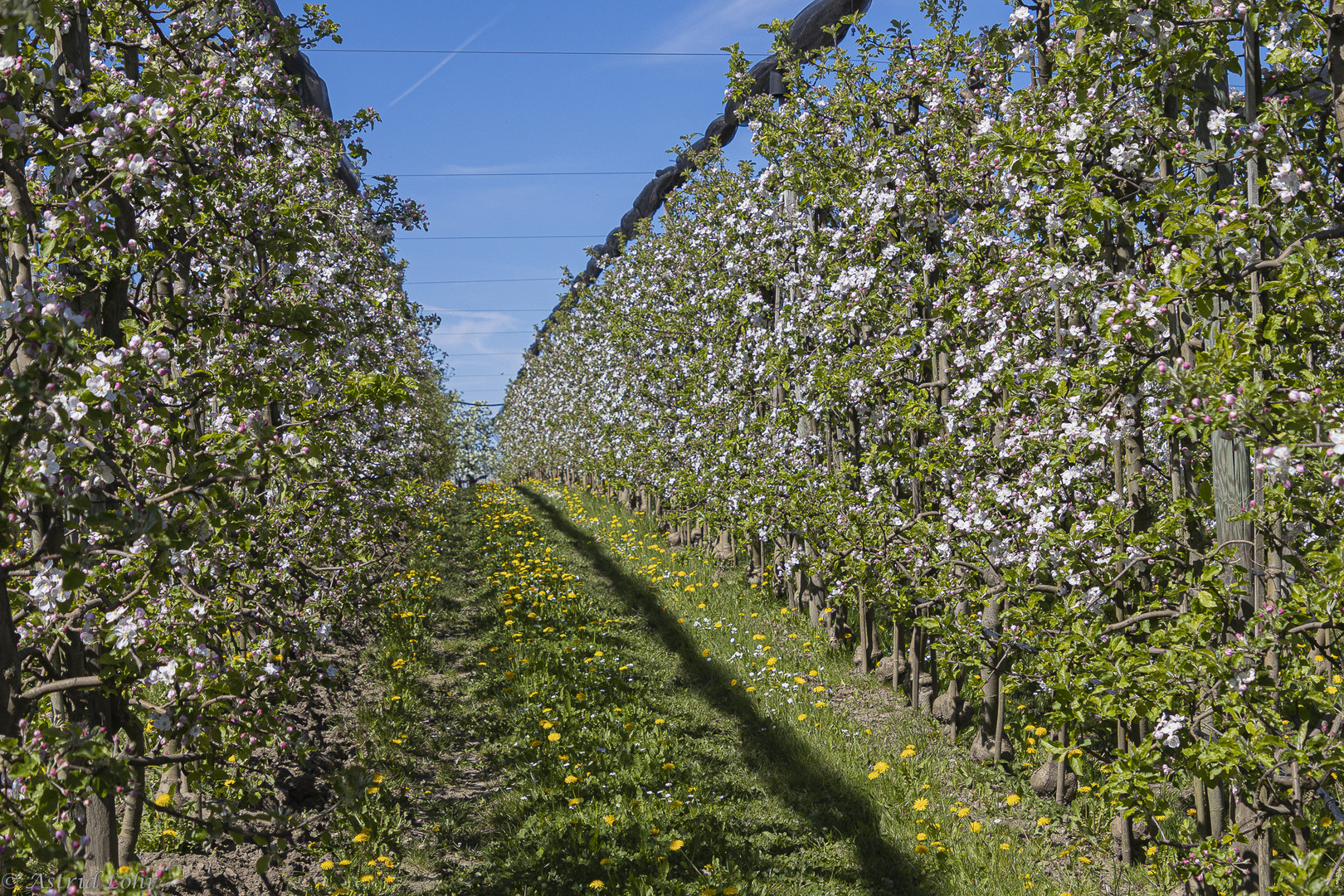 Frühling, Frühling, Frühling