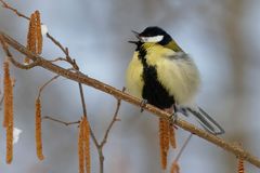 _Frühling, Frühling.... singende Kohlmeise (Parus major)