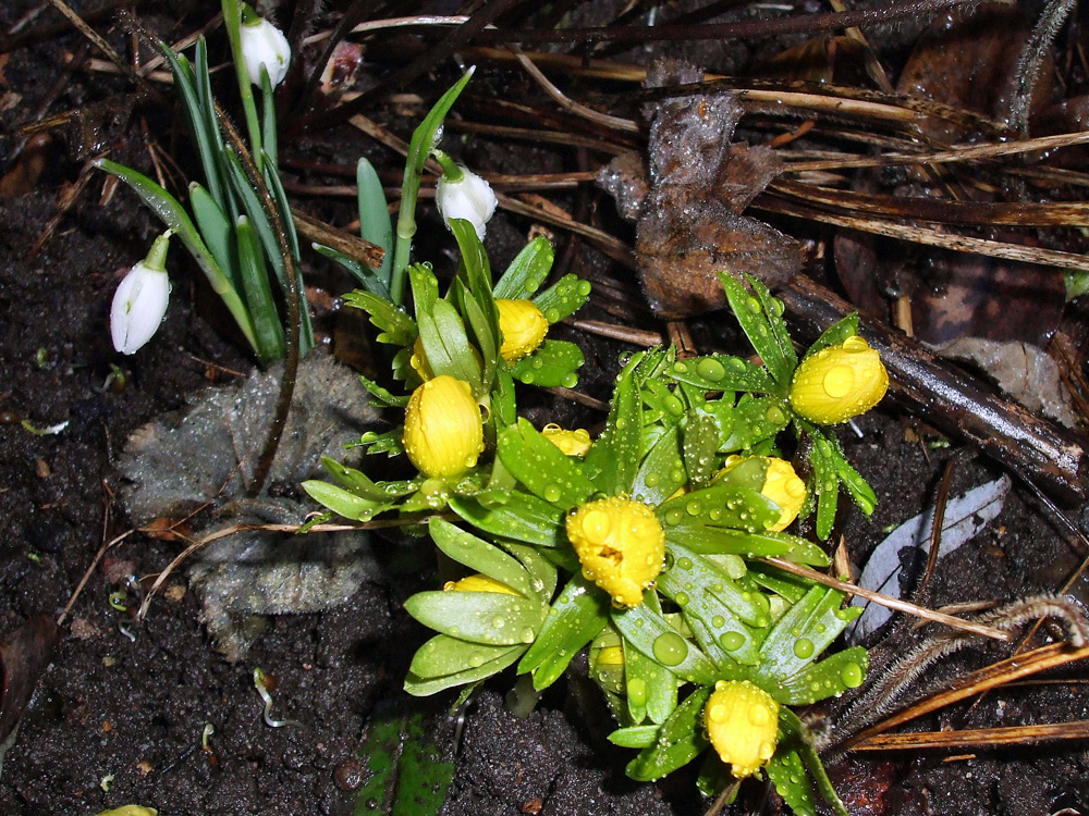 Frühling, Frühling wird es nun bald