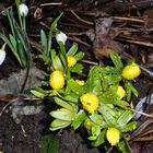 Frühling, Frühling wird es nun bald