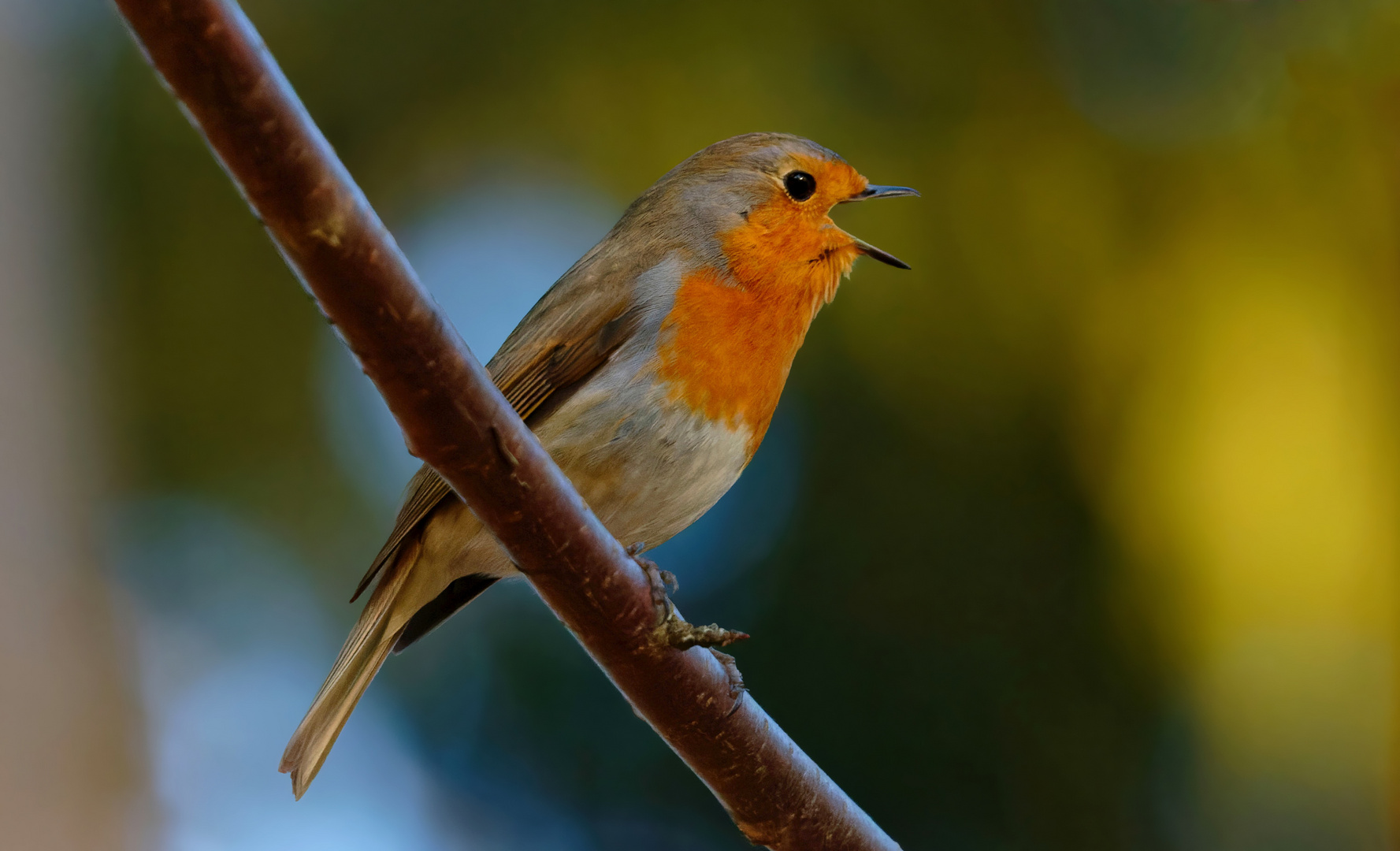 Frühling, Frühling... wird es nun bald - Rotkehlchen (Erithacus rubecula)