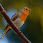 Frühling, Frühling... wird es nun bald - Rotkehlchen (Erithacus rubecula)