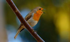 Frühling, Frühling... wird es nun bald - Rotkehlchen (Erithacus rubecula)