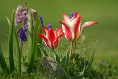 Frühling Frühlingserwachen