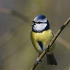 Frühling, Frühling...wird es nun bald - Blaumeise -