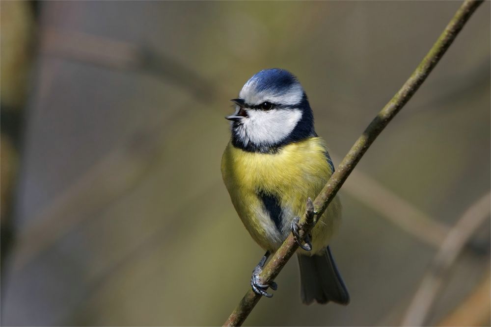 Frühling, Frühling...wird es nun bald - Blaumeise -