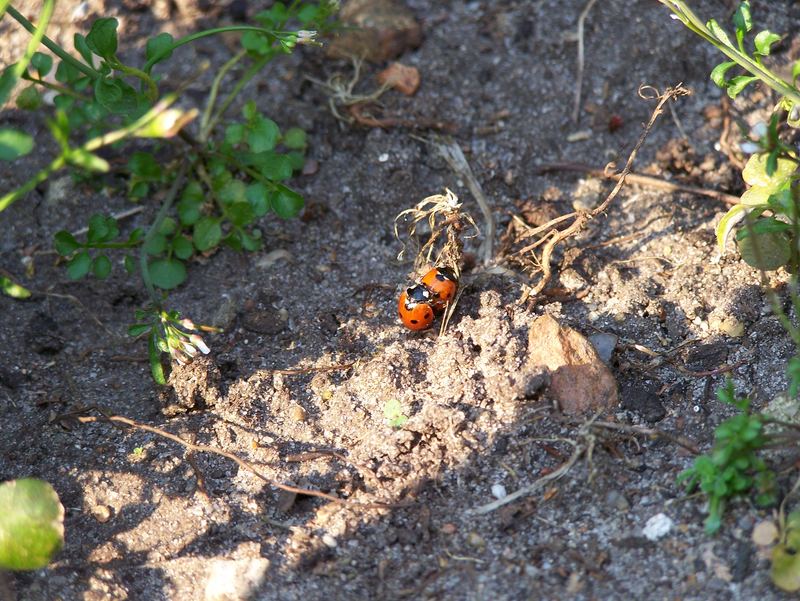 Frühling für alle