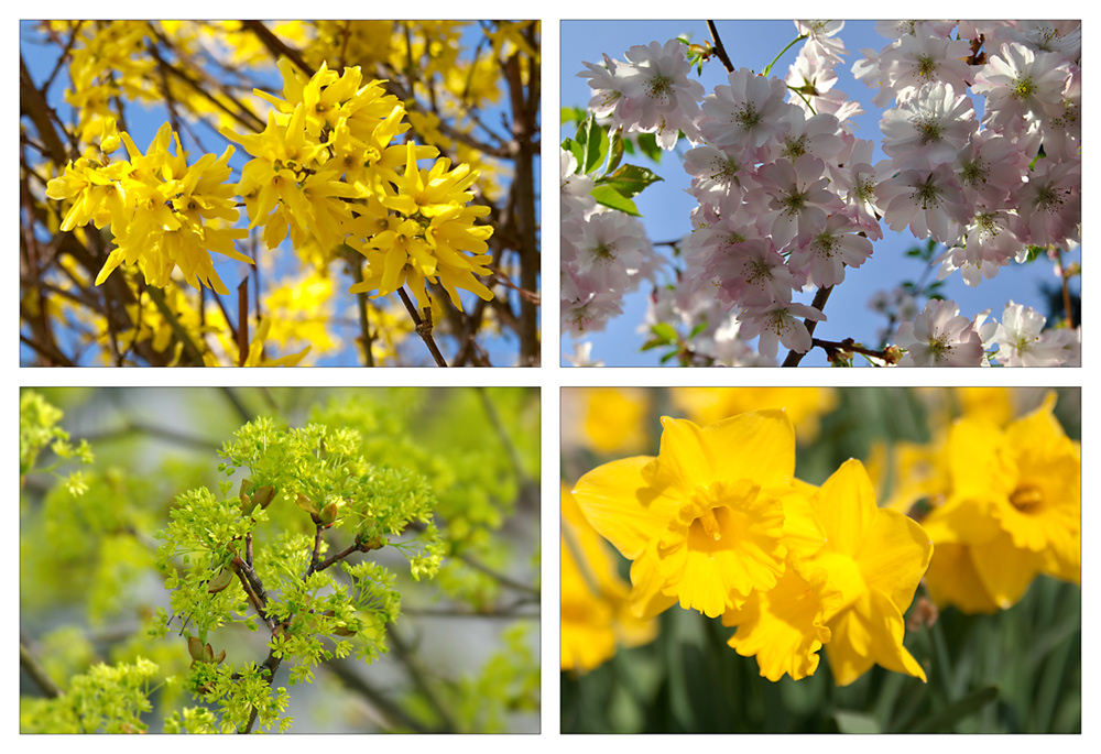 Frühling - Für Anne