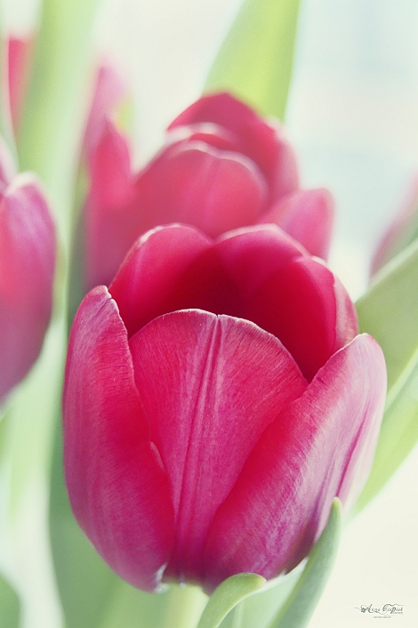 Frühling für Euch:)