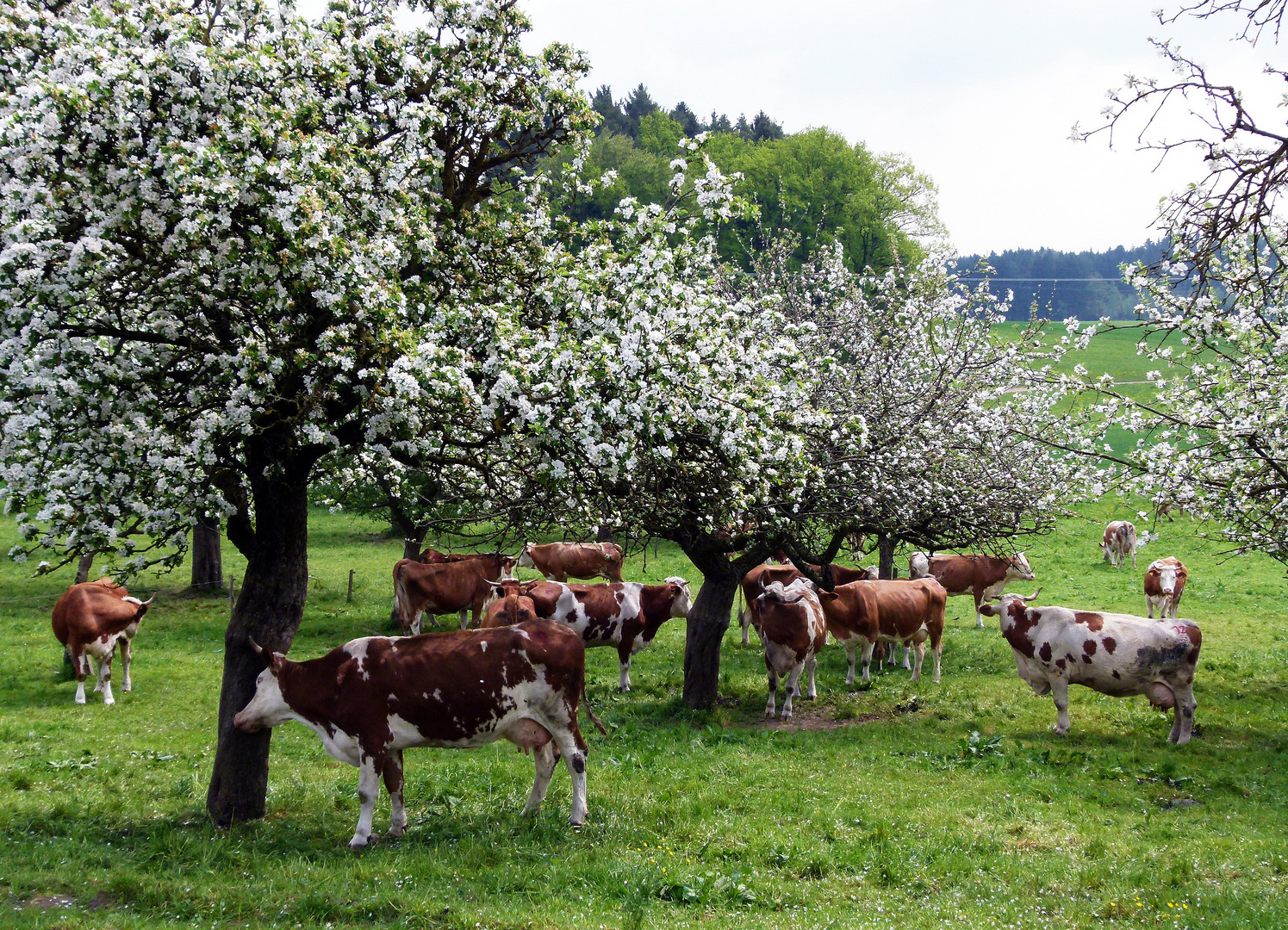 Frühling für Kühe