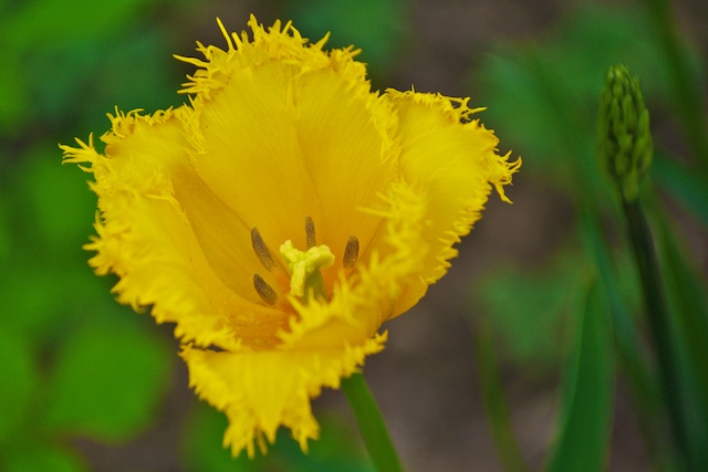 Frühling für´s Herz