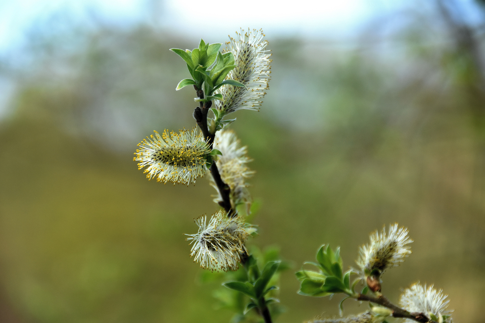 Frühling, ganz eindeutig