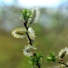 Frühling, ganz eindeutig