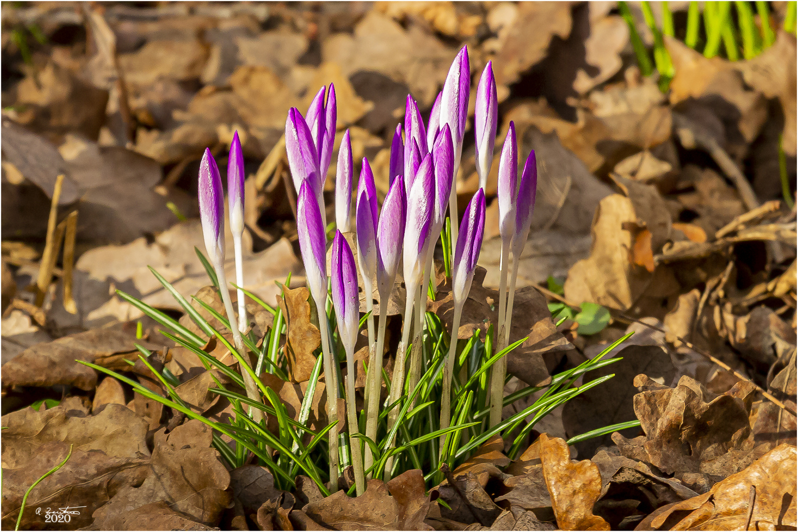 Frühling ganz nah