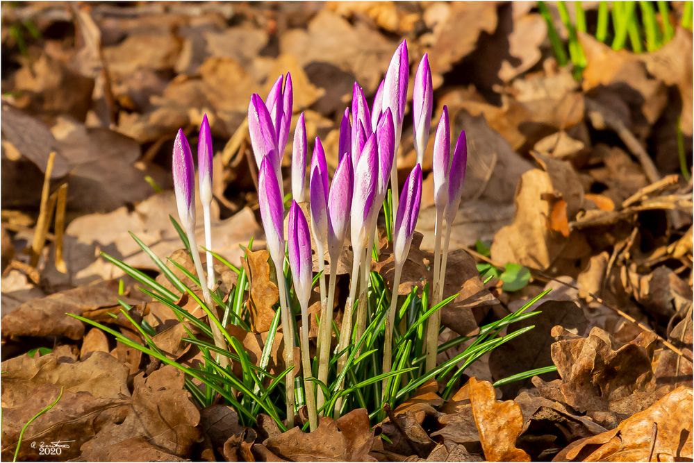 Frühling ganz nah