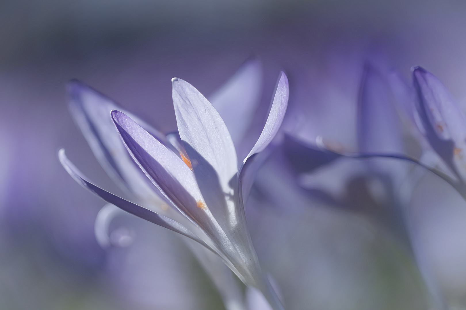 Frühling ganz nah