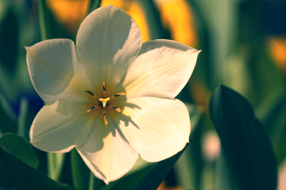 Frühling gefällig ?