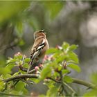 Frühling gefällig?