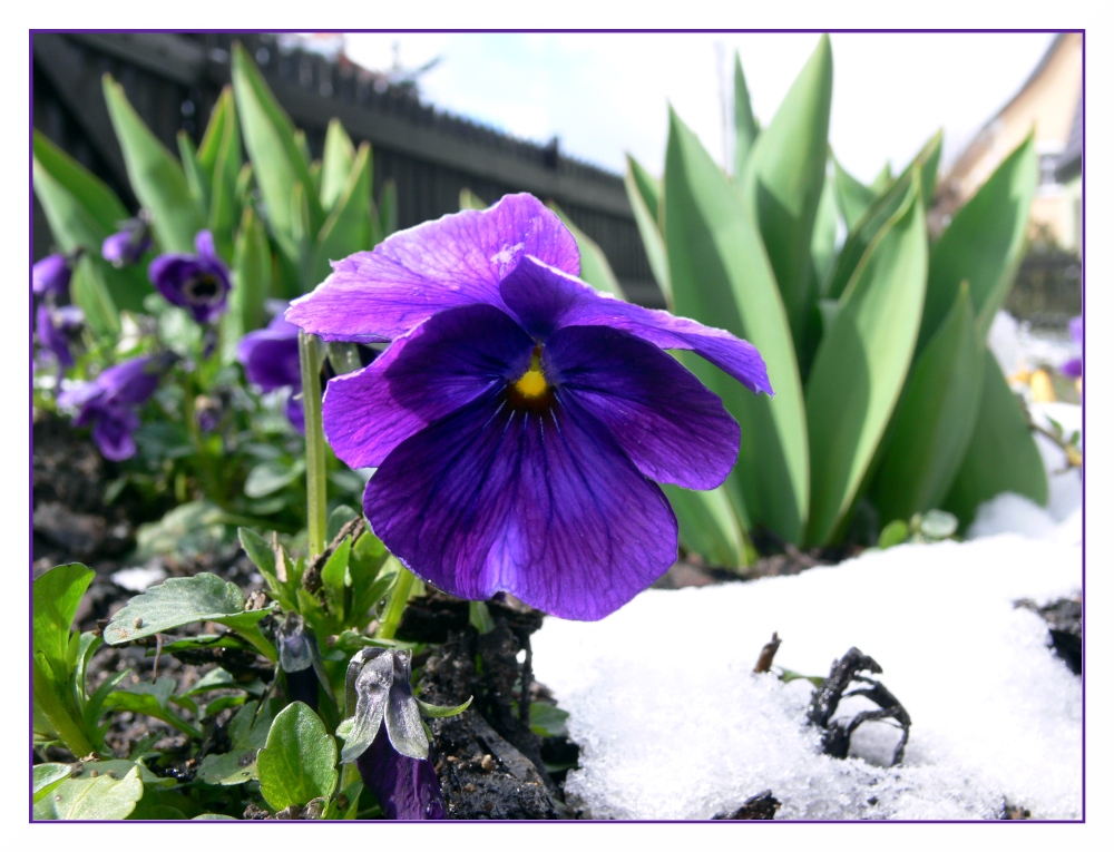 Frühling gegen Winter