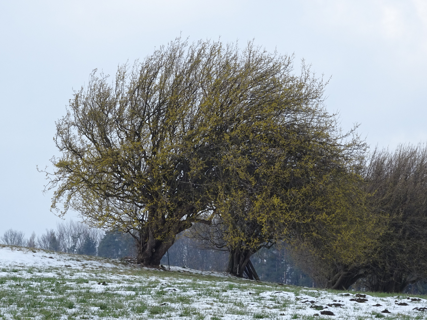 Frühling gegen Winter