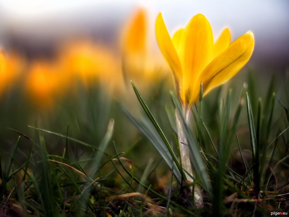 Frühling - geht doch!