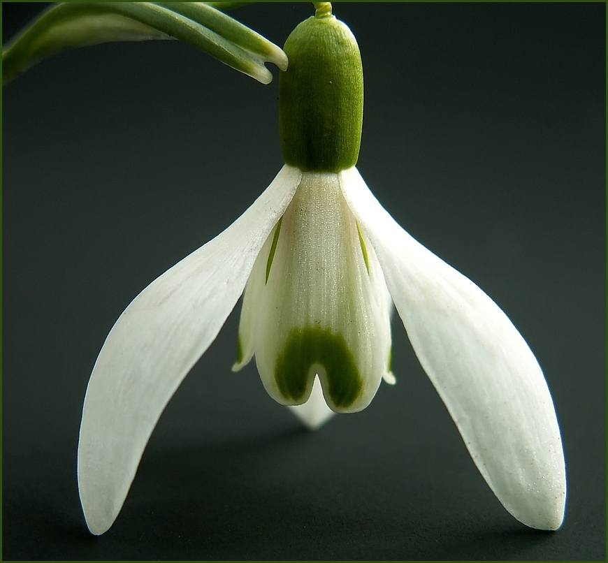 Frühling gelandet -