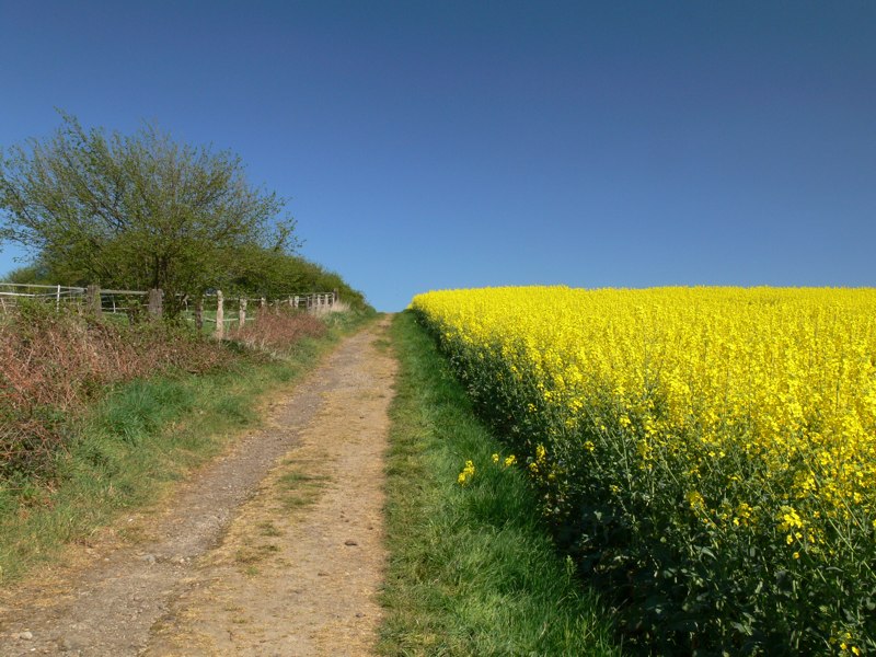 Frühling: Gelb-Grün-Blau