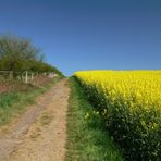 Frühling: Gelb-Grün-Blau