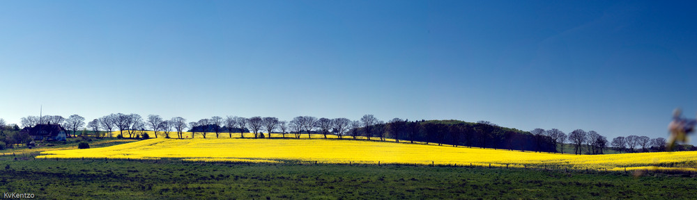 Frühling GelbBlau bei Sellin auf Rügen