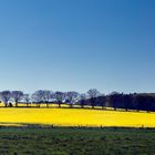 Frühling GelbBlau bei Sellin auf Rügen