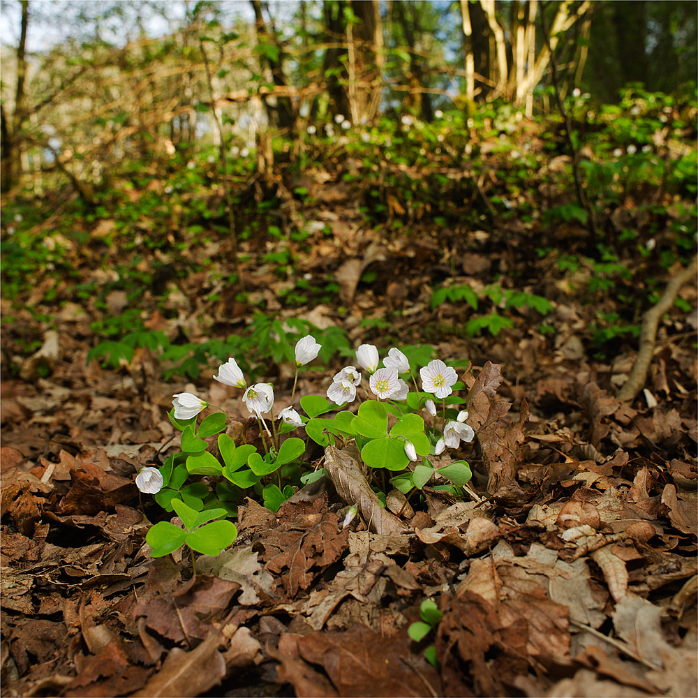 Frühling, Geliebter!