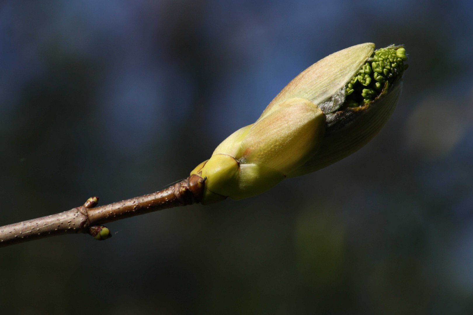 ...Frühling genauer betrachtet