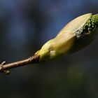 ...Frühling genauer betrachtet