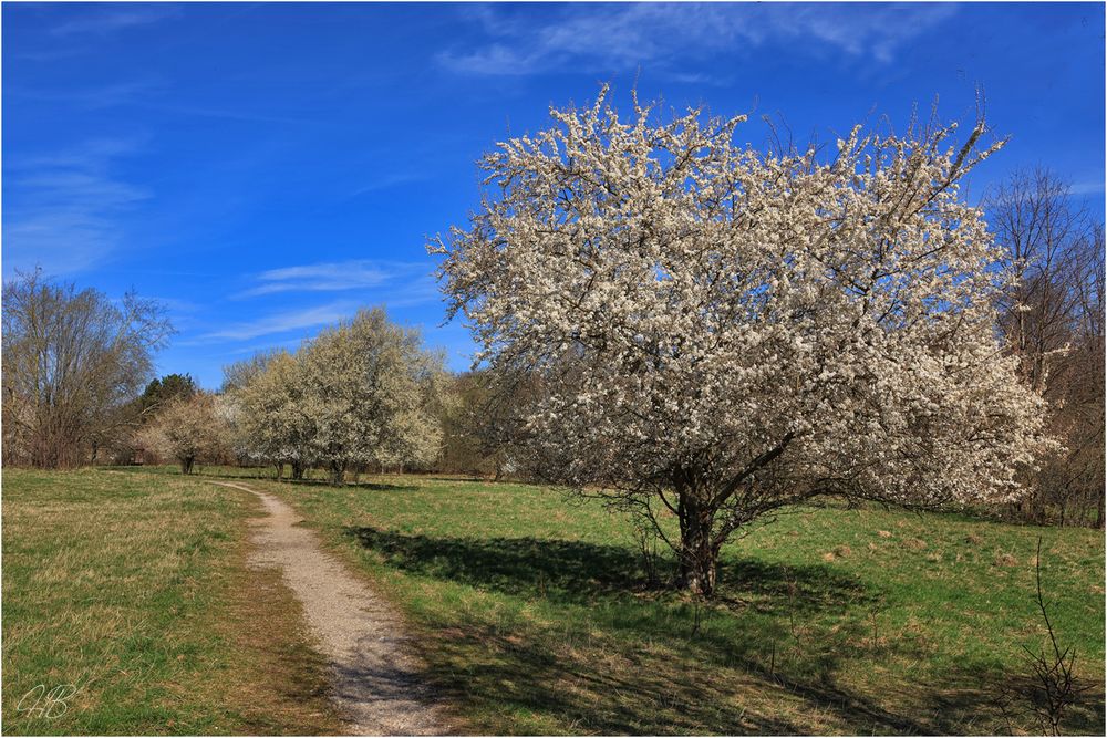 Frühling genießen .....