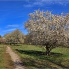 Frühling genießen .....