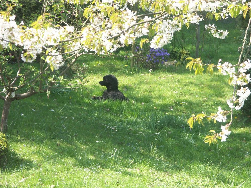 Frühling genießen, Apfelblüte