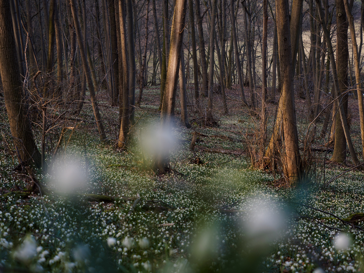 Frühling gesucht