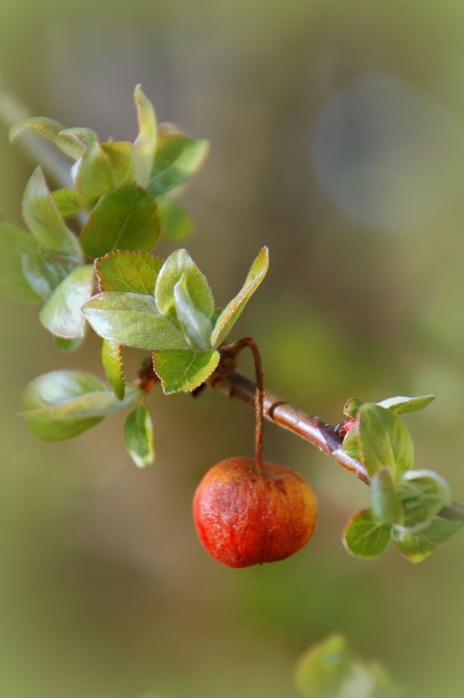 Frühling grüßt Herbst