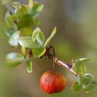 Frühling grüßt Herbst