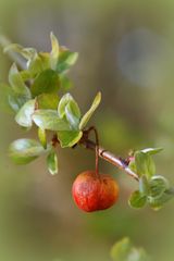 Frühling grüßt Herbst