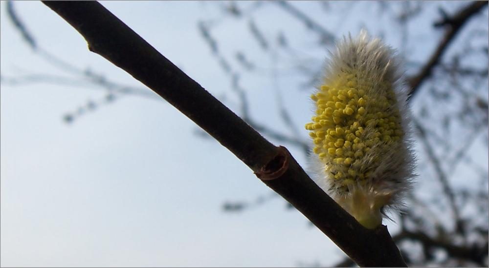 Frühling? - Gugg ma' nach links! ... von pixel-ing.axel 