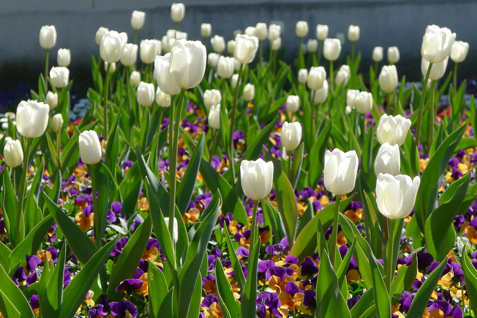 Frühling halt