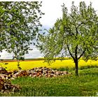 Frühling halt !