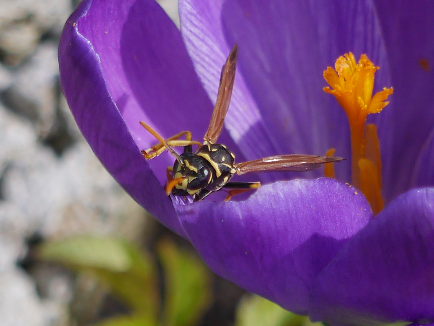 Frühling hat angefangen I