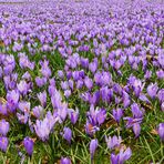 Frühling hat sein blaues Band verlegt