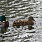 Frühling heißt nicht immer Bigamie - oder ?