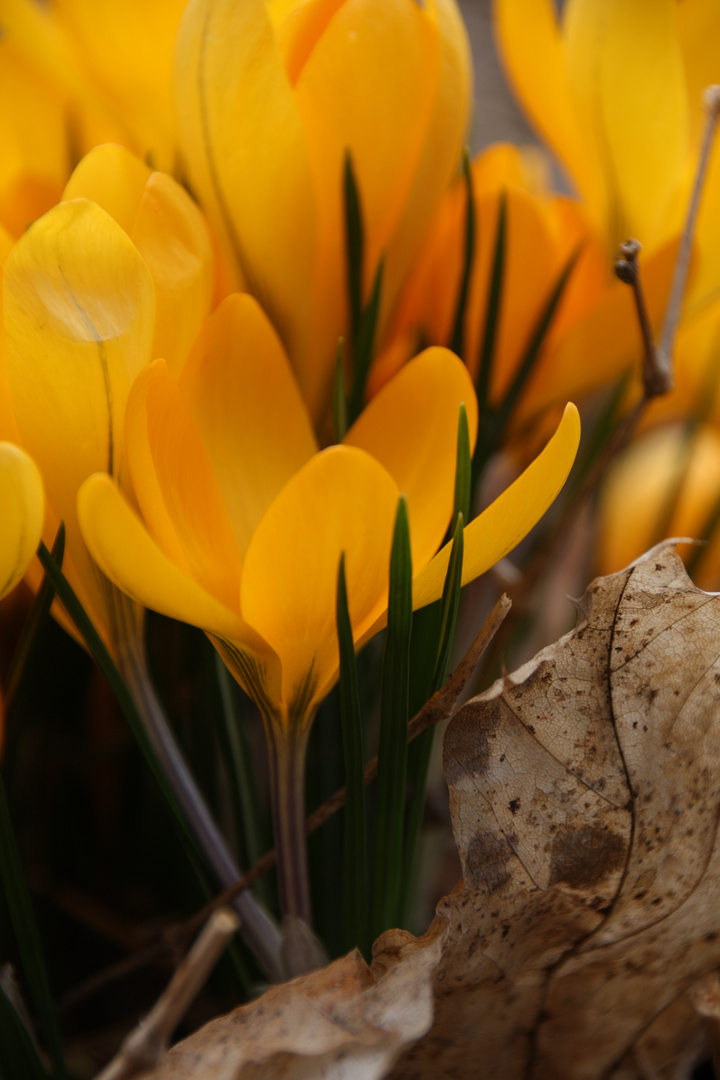 Frühling - Herbst 1:0