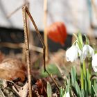 Frühling & Herbst