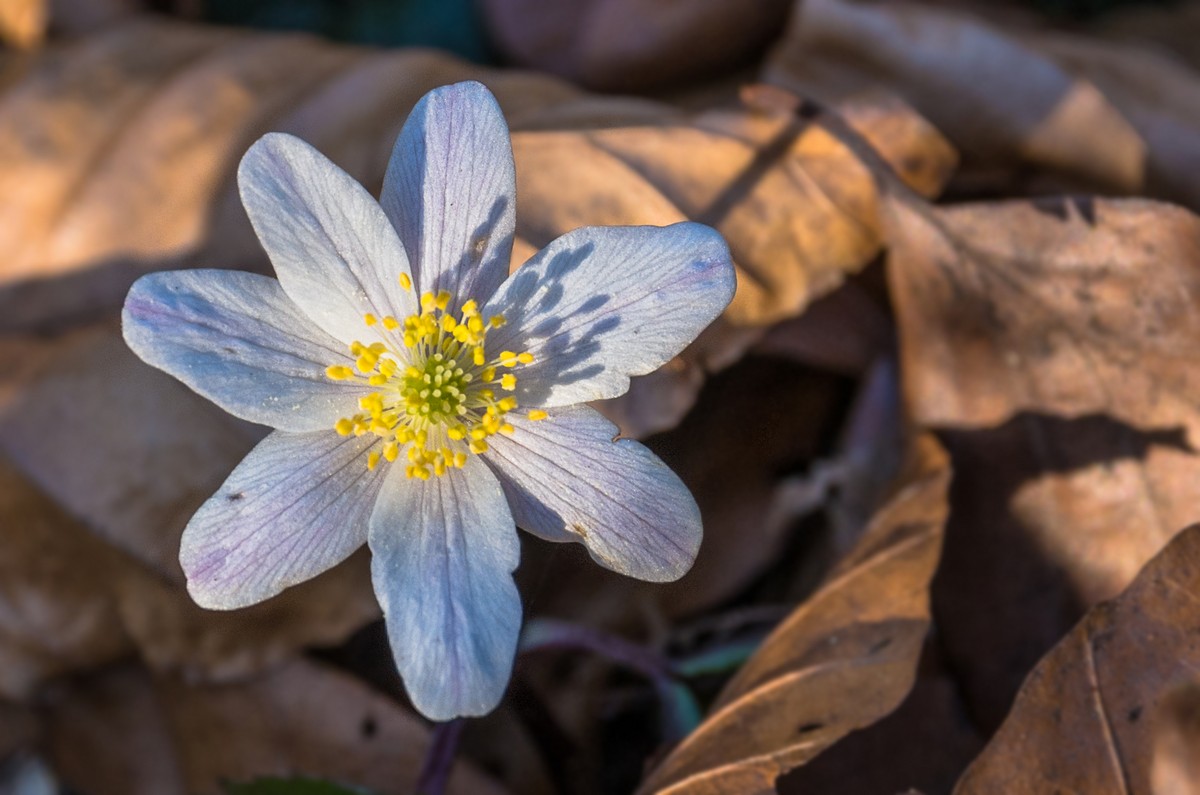 Frühling (Herbst)